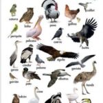 Aves Palmípedas: Ejemplos y Rasgos Distintivos
