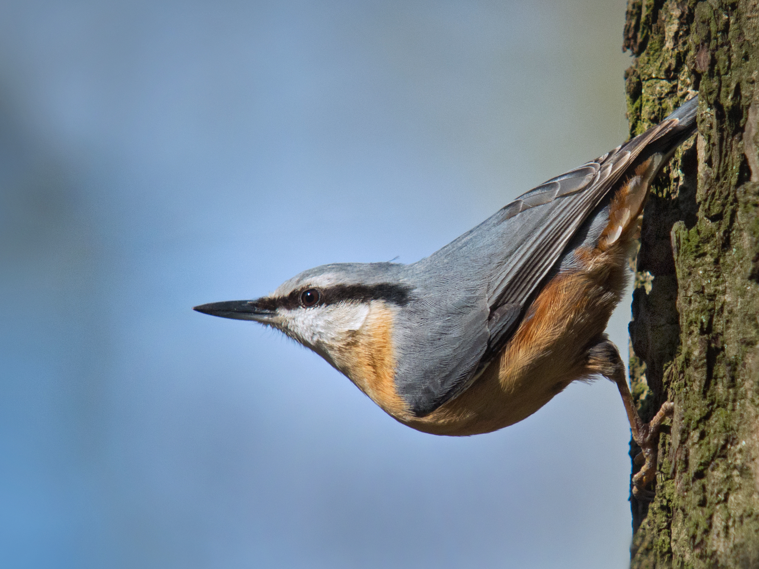 Aves trepadoras: ejemplos destacados y principales características