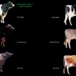 Características y variedades de los animales bovinos