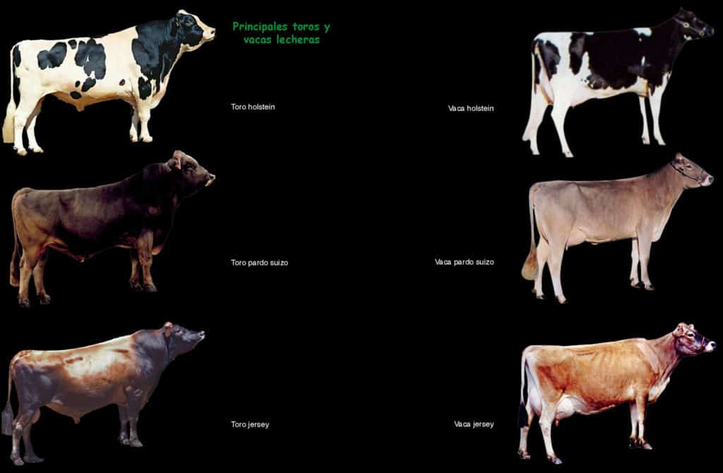 Características y variedades de los animales bovinos