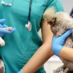 Carreras ideales para trabajar con animales exóticos
