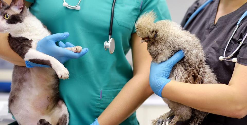 Carreras ideales para trabajar con animales exóticos