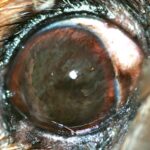 Causas y tratamiento de la queratitis pigmentaria canina