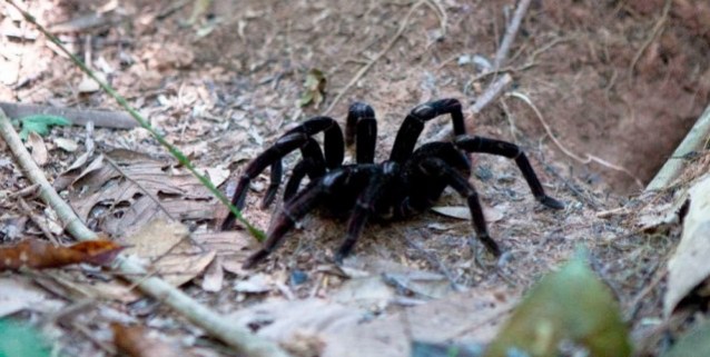 Comparativa entre araña común y tarántula