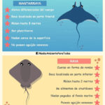Comparativa entre la raya y la mantarraya: ¿en qué se diferencian?