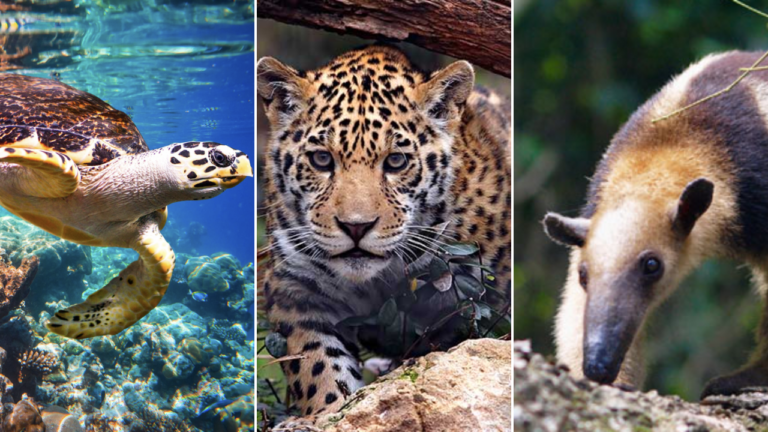 Conoce los 10 animales en peligro de extinción en Honduras | Mascotario