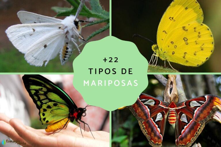 Cuáles Son Las Características De La Mariposa mascotario.com