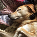 Decidir el momento para despedirse de un perro anciano