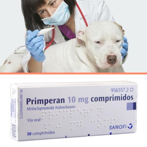 dosis-y-usos-del-primperan-para-perros-mascotario