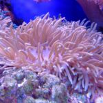 El coral: ¿animal o planta? Razones para la confusión