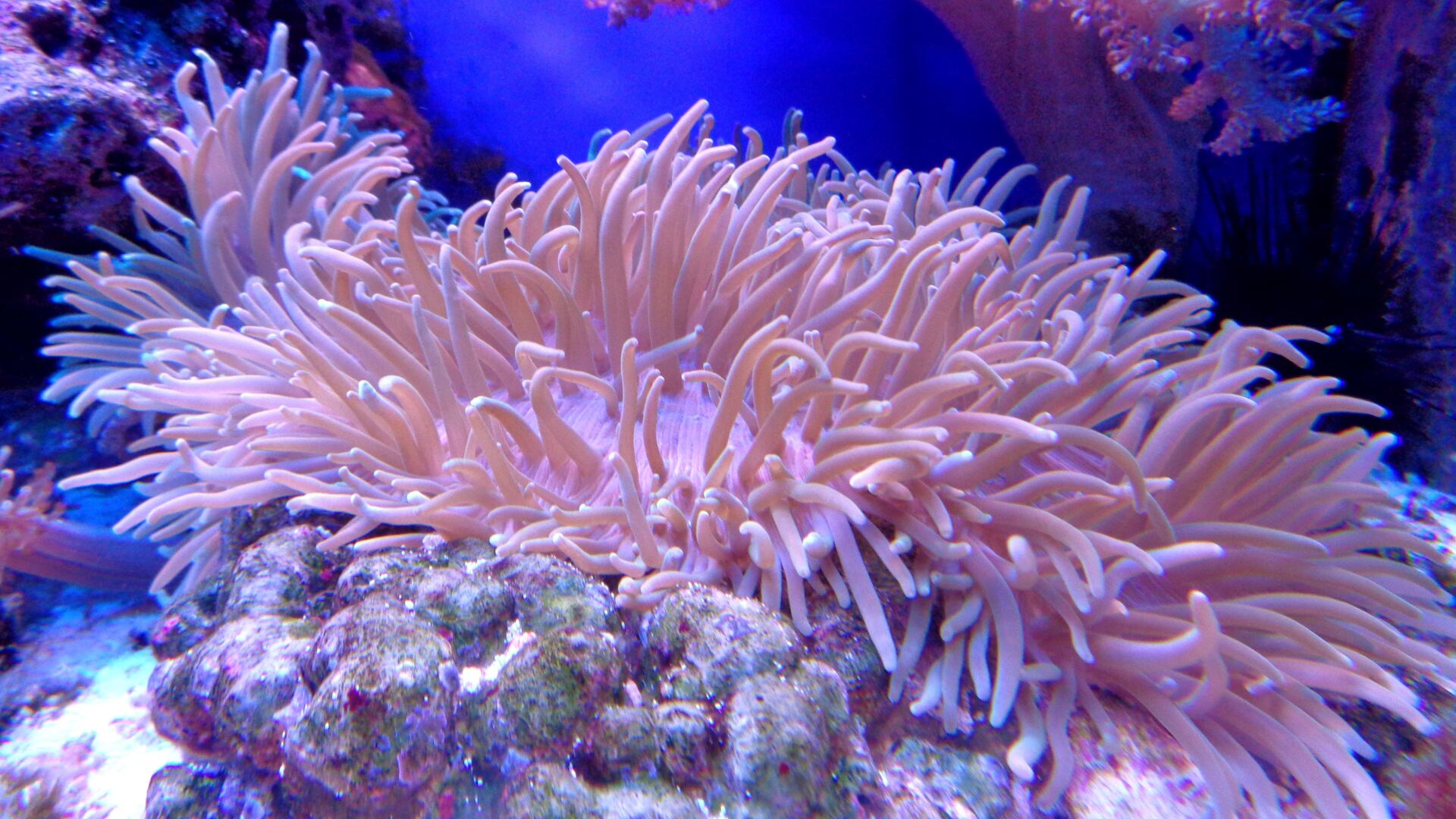 El coral: ¿animal o planta? Razones para la confusión