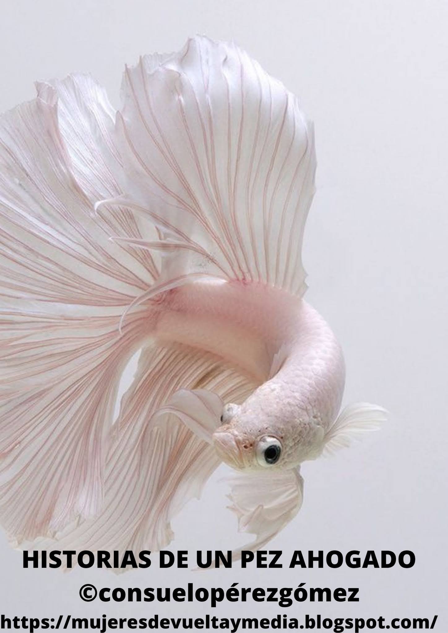 El descanso secreto de los peces: una revelación acuática