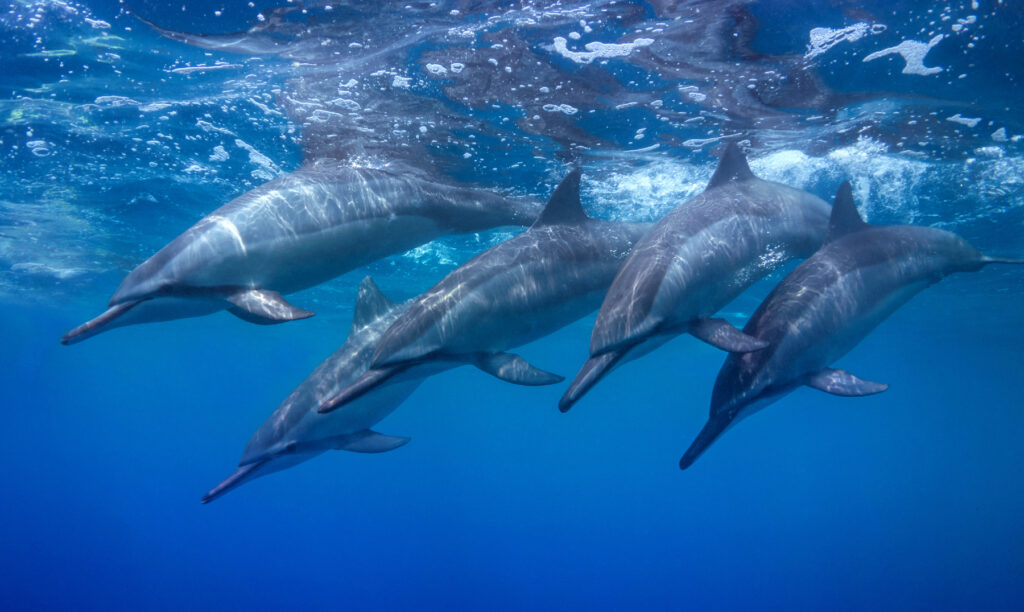 El fascinante sueño de los delfines