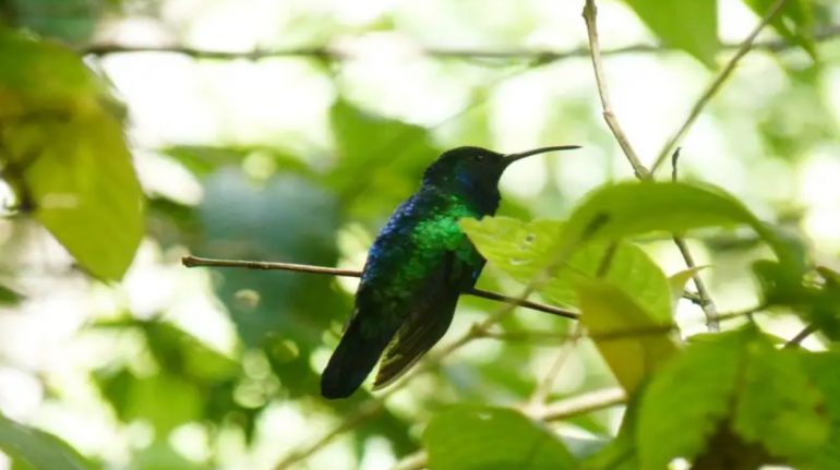 El hogar de los colibríes: su hábitat ideal