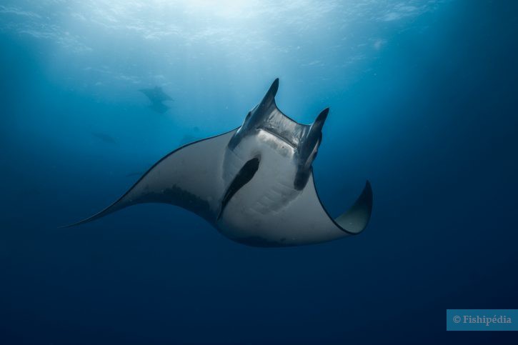 El origen fascinante de las mantarrayas