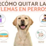 Eliminación efectiva de flemas en perros: Guía práctica