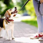 ¿Es legal llevar a tu perro sin correa?