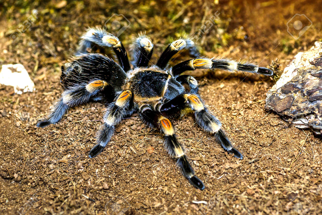 Fascinante mundo de las arañas en Costa Rica