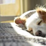 Guía para Convertirte en Hogar Temporal para Perros