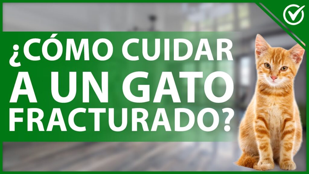 Guía para cuidar a un gato con fractura de cadera | Mascotario
