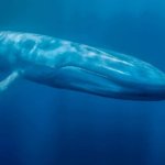 La amenaza de extinción que enfrenta la ballena azul