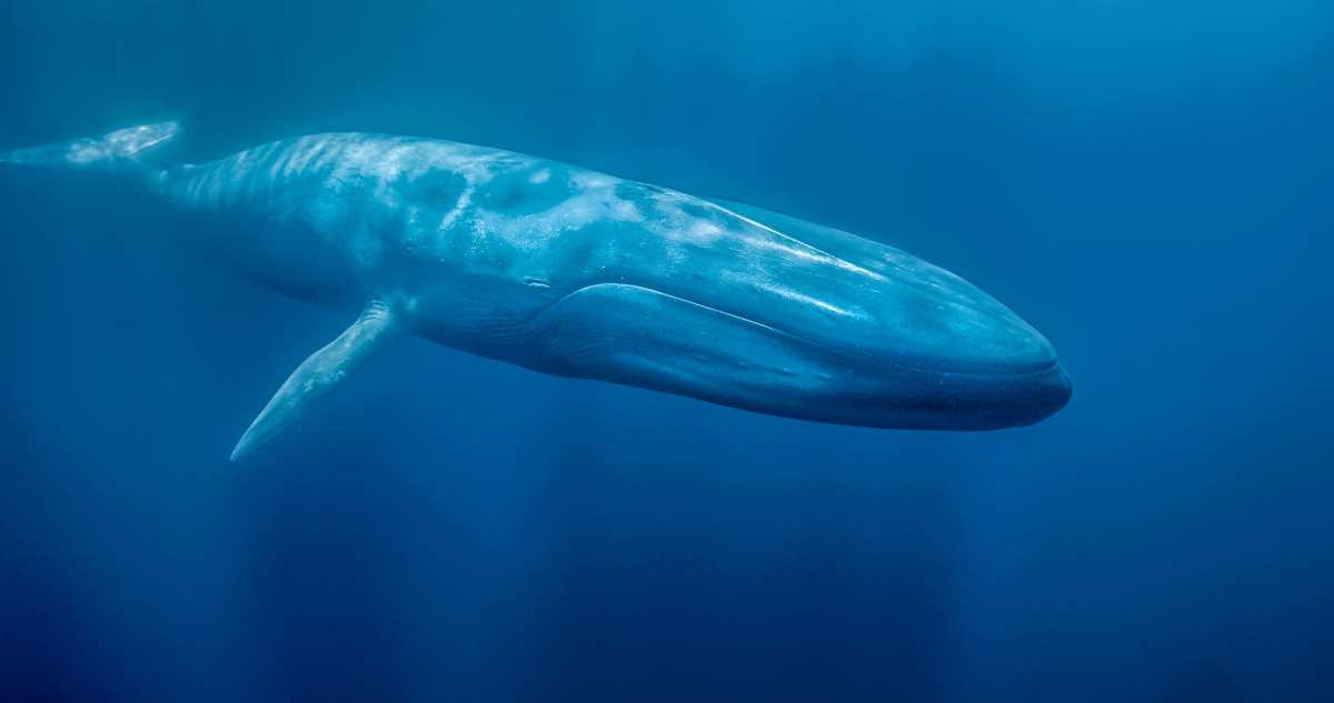 La amenaza de extinción que enfrenta la ballena azul