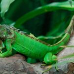 La extraordinaria naturaleza de la iguana reptil