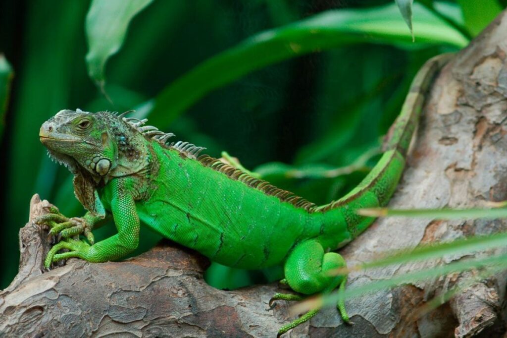 La extraordinaria naturaleza de la iguana reptil