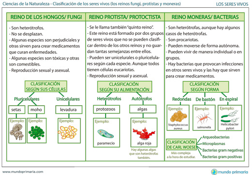 Los 5 reinos de la clasificación de seres vivos: ¿Conoces sus