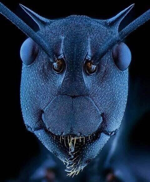 Los ojos de las hormigas: una mirada fascinante