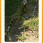Nacimiento y reproducción de las iguanas: un fascinante proceso