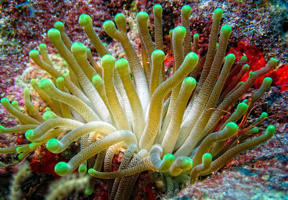 Nombres y características de los pólipos marinos con ejemplos