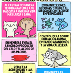 Por qué es esencial castrar a los perros