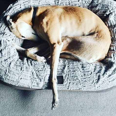 Por qué mi perro cojea al levantarse de dormir y cómo solucionarlo