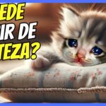 ¿Puede un gato fallecer debido a la tristeza?