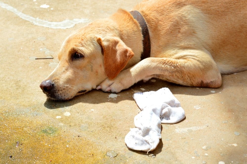 Qué hacer si mi perro ha comido un calcetín | Mascotario