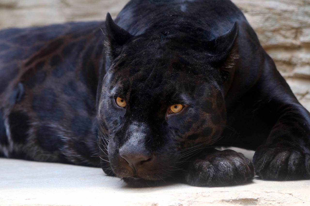 ¿Qué tipo de animal es la pantera negra?