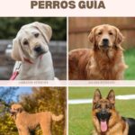 Razas características y adopción de perros guía