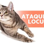 Razones por las que tu gato corre descontrolado en casa