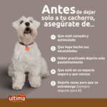 Razones por las que tu perro ladra cuando te vas y soluciones