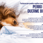 Razones por las que tu perro mayor no duerme bien