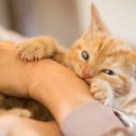 Razones y soluciones para el comportamiento de tu gato al frotarse y morder