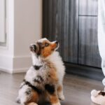 Razones y soluciones para la desobediencia y escape de tu perro