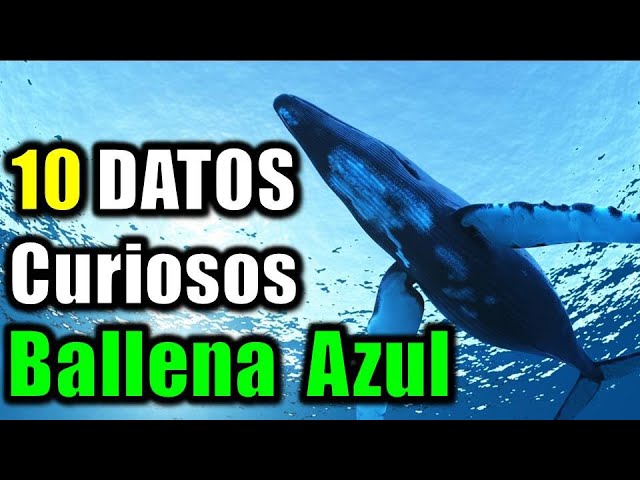 Secretos fascinantes sobre la ballena azul