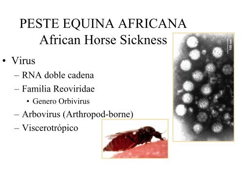 Síntomas y diagnóstico de la Peste Equina Africana: todo lo que ...