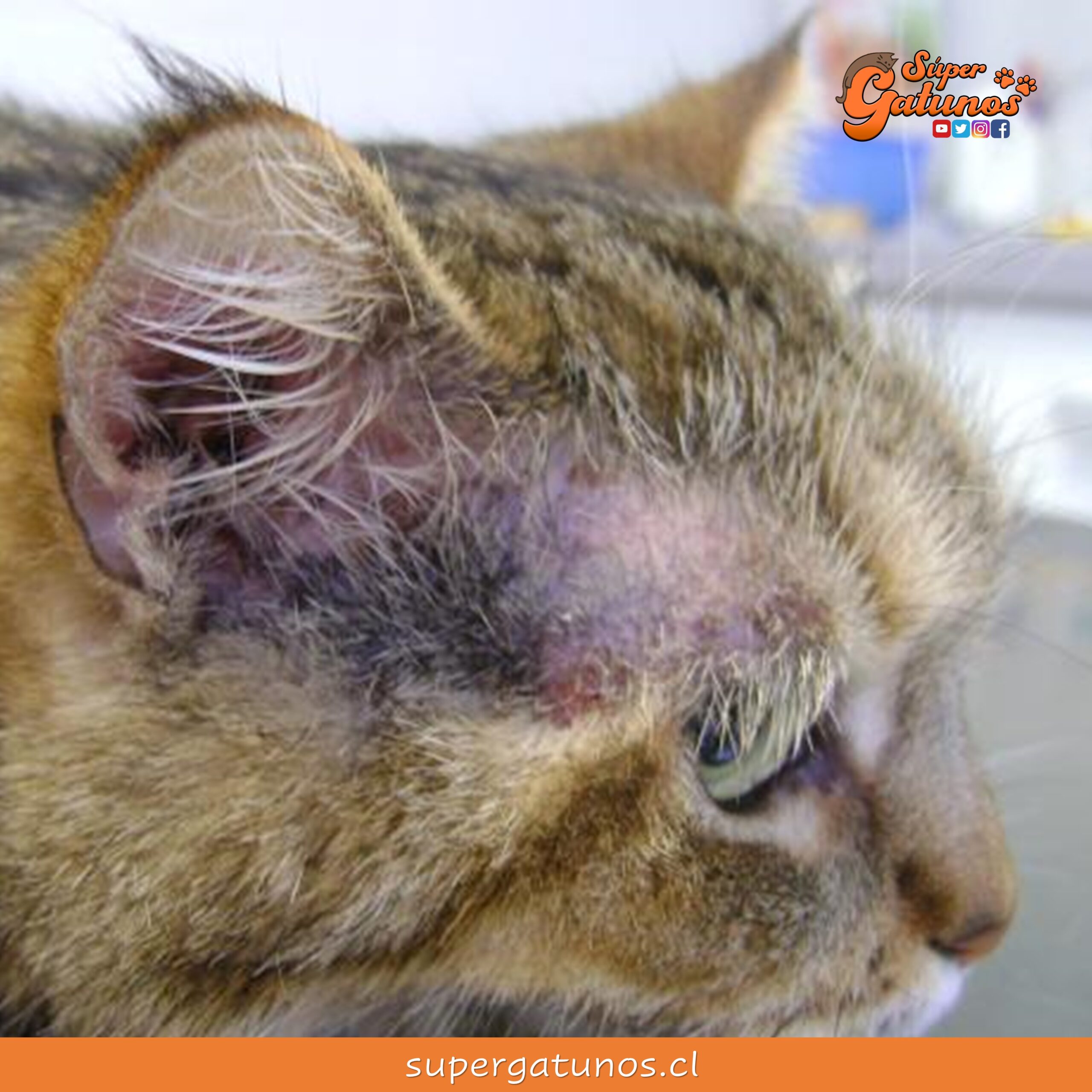 fotos de dermatitis en gatos