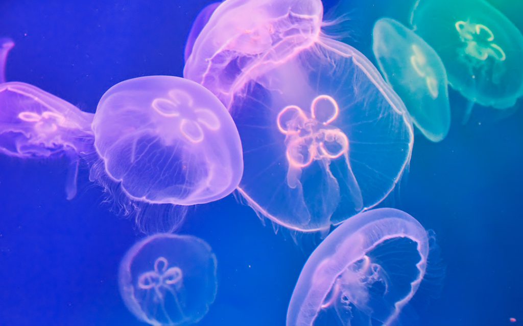 Tipos de medusas bioluminiscentes con imágenes impresionantes