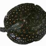 Tipos de rayas venenosas y consecuencias de sus picaduras