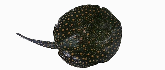 Tipos de rayas venenosas y consecuencias de sus picaduras