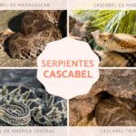 Tipos venenos y características de las serpientes de cascabel